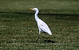 Lehmhaikara (Bubulcus ibis) 28.02.2001 Abu Dhabi A.Lahti