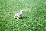 Kyyryhaikara (Butorides striatus) 11.03.2001 Dubai's Golf  A. Lahti