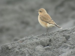 Kivitasku (Oenanthe oenanthe) 18.09.2004 Vaasa, Suvilahden kaatopaikka. Kuva: Joel Karvonen.