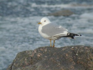 Kalalokki (Larus canus) 21.04.2004 Mustasaari, Raippaluodon salmi. Kuva: Joel Karvonen.