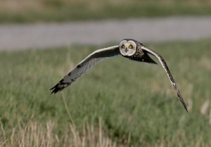 Suopöllö (Asio flammeus) 19.05.2008 Vaasa, Söderfjärden. Kuva: Martti Prusi.