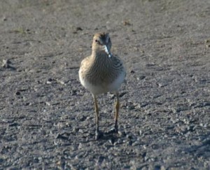 Palsasirri (Calidris melanotos) 17.09.2006 Mustasaari, Sommarösundin lietteet 1-kv. Kuva: Jouni Kannonlahti.