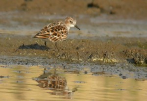 Pikkusirri (Calidris minuta) 28.05.2006 Vaasa, Onkilahti. Kuva: Ari Veijalainen.