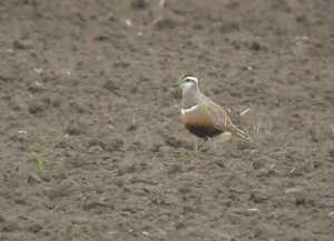 Keräkurmitsa (Charadrius morinellus) 30.05.2006 Vaasa, Söderfjärden. Kuva: Ari Veijalainen