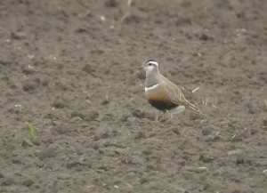 Keräkurmitsa (Charadrius morinellus) 30.05.2006 Vaasa, Söderfjärden. Kuva: Ari Veijalainen