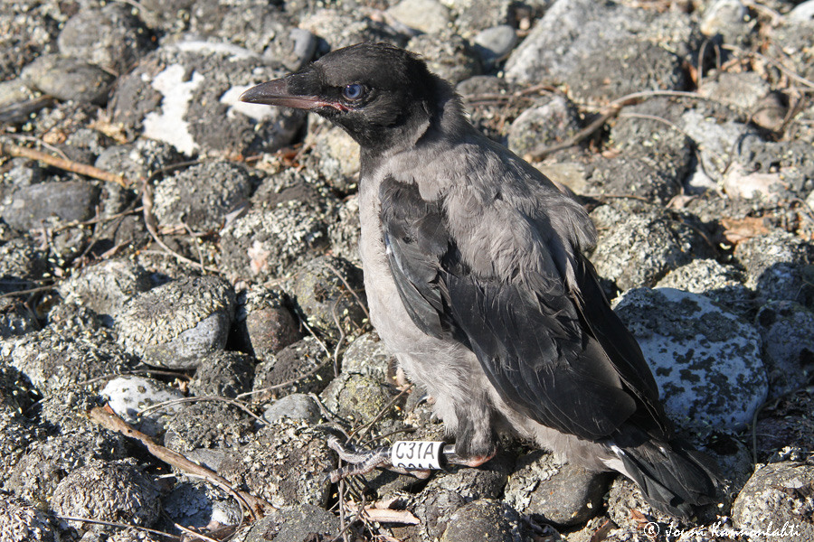 Merenkurkun ulkosaaristossa rengastettu variksen poikanen. Kuva: Jouni Kannonlahti