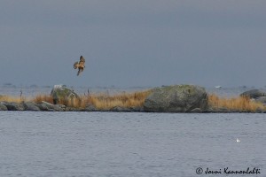 Muuttohaukka 04.10.2008 Mustasaari, Valassaaret. Kuva: Jouni Kannonlahti.