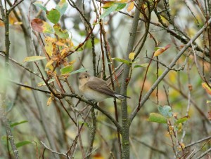 Pikkusieppo (Ficedula parva) 1-kv. 26.09.2006 Mustasaari, Östra Norrskär. Kuva: Aarne Lahti.