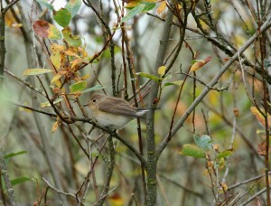 Pikkusieppo (Ficedula parva) 1-kv. 26.09.2006 Mustasaari, Östra Norrskär. Kuva: Aarne Lahti.