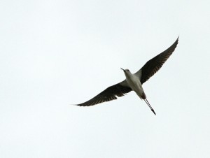 Pitkäjalka (Himantopus himantopus) 20.06.2011 Maalahti, Gålören. Kuva: Aarne Lahti.