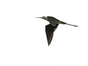 Pitkäjalka (Himantopus himantopus) 20.06.2011 Maalahti, Gålören. Kuva: Aarne Lahti.