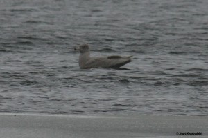 Isolokki (Larus hyperboreus) 09.03.2008 Vaasa, Palosaari. Kuva: Jouni Kannonlahti.