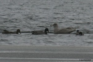 Isolokki (Larus hyperboreus) 09.03.2008 Vaasa, Palosaari. Kuva: Jouni Kannonlahti.