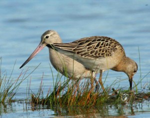 Punakuiri (Limosa lapponica) ja suokukko (Philomachus pugnax) 11.09.2006 Uusikaarlepyy, Storsand. Kuva: Aarne Lahti.