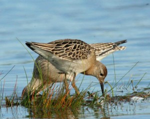 Punakuiri (Limosa lapponica) ja suokukko (Philomachus pugnax) 11.09.2006 Uusikaarlepyy, Storsand. Kuva: Aarne Lahti.