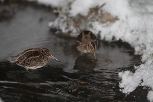 Jänkäkurppa (Lymnocryptes minimus) 20.01.2010 Vaasa, Huutoniemi. Kuva: Aarne Lahti.