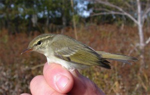 Idänuunilintu blumbeitarsus-rotu eli burjatianuunilintu (Phylloscopus trochiloides plumbeitarsus) 03.10.2002, Mustasaari, Östra Norrskär. Kuva: Sami Tuomela.