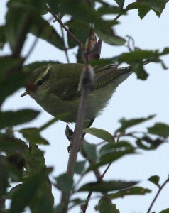 Taigauunilintu (Phylloscopus inornatus) 30.09.2006 Mustasaari, Östra Norrskär. Kuva: Aarne Lahti.