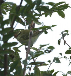 Taigauunilintu (Phylloscopus inornatus) 30.09.2006 Mustasaari, Östra Norrskär. Kuva: Aarne Lahti.