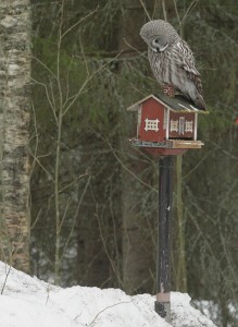 Lapinpöllö (Strix nebulosa) 02.04.2011 Vöyri, Bodön. Kuva: Aarne Lahti.
