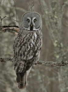 Lapinpöllö (Strix nebulosa) 02.04.2011 Vöyri, Bodön. Kuva: Aarne Lahti.