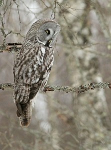 Lapinpöllö (Strix nebulosa) 02.04.2011 Vöyri, Bodön. Kuva: Aarne Lahti.