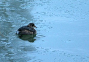 Pikku-uikku (Tachybaptus ruficollis) 27.11.2007 Vaasa, Hovioikeuden allas. Kuva: Tomas Lövdahl.