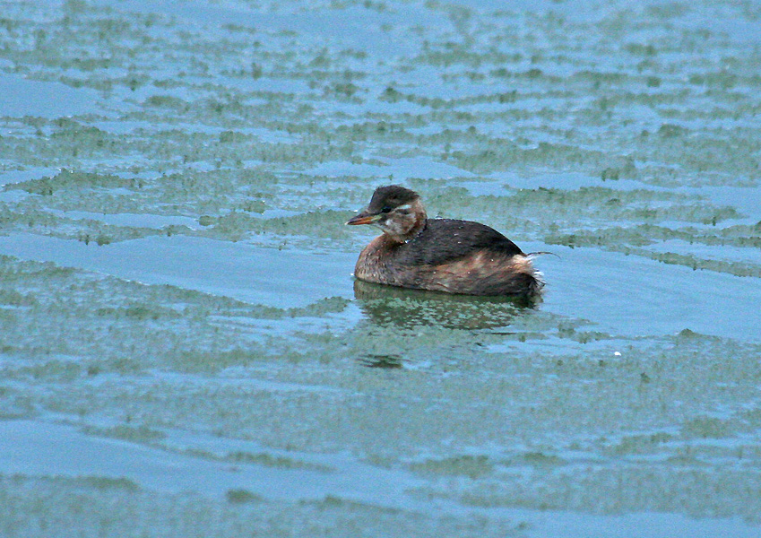 Tacruf_20071127_Vaasa_Hovioikeuden_allas-TLo_2_for_WP