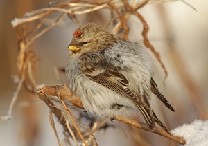 Tundrarurpiainen (Carduelis hornemanni) 31.01.2012 Vaasa, Suvilahden entinen kaatopaikka. Kuva: Aarne Lahti.