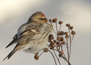 Tundraurpiainen (Carduelis hornemanni) 31.01.2012 Vaasa, Suvilahden entinen kaatopaikka. Kuva: Aarne Lahti.