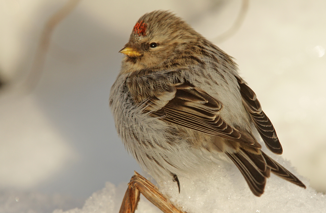 Tundraurpiainen (Carduelis hornemanni) 31.01.2012 a, Suvilahden entinen kaatopaikka. Kuva: Aarne Lahti.Vaas