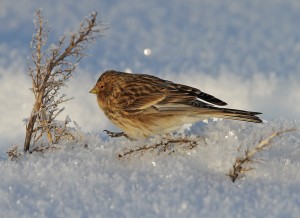 Vuorihemppo (Carduelis flavirostris) 31.01.2012 Vaasa, Suvilahden entinen kaatopaikka. Kuva: Aarne Lahti.