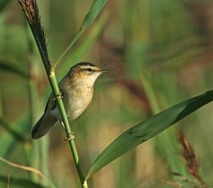 Ruokokerttunen (Acrocephalus scoenobaenus) 20.07.2007 Vaasa, Öskatan. Kuva: Aarne Lahti.