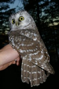 Helmipöllö (Aegolius funereus) 1-kv., Vaasa, Domarskär 05.10.2005. Kuva: Jouni Kannonlahti.