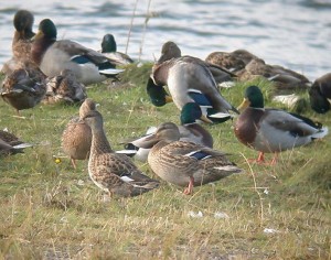 Harmaasorsa (Anas strepera) sinisorisen (Anas platyrhynchos) joukossa 06.10.2003, Oravainen, Oravaisten puhdistamo. Kuva: Ari Veijalainen.