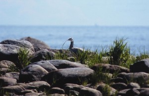 Tiibetinhanhi (Anser indicus), Mustasaari, Östra Norrskär 16.06.1999. Kuva: Aarne Lahti.