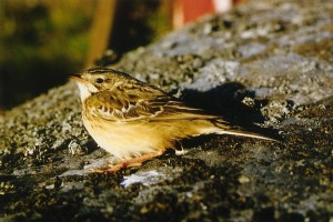 Mongoliankirvinen (Anthus godlewskii) 1-kv., Mustasaari, V. Norrskär 28.09.1995. Kuva: Aarne Lahti. 