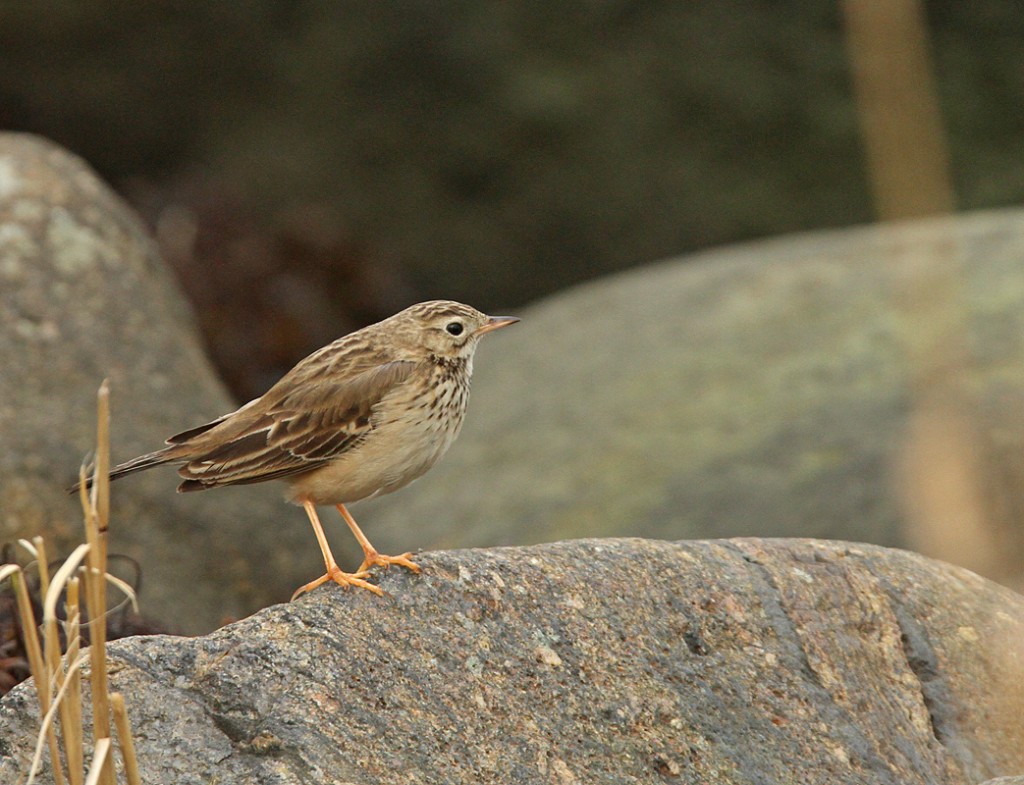 Mongoliankirvinen (Anthus godlewskii) 04.11.2012 Korsnäs, Södra Björkö. Kuva: Aarne Lahti.