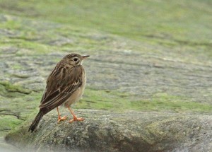 Mongoliankirvinen (Anthus godlewskii) 04.11.2012 Korsnäs, Södra Björkö. Kuva: Aarne Lahti.