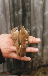 Kenttä- ja rytikerttunen (Acrocephalus agricola + Acrocephalus scirpaceus), Mustasaari, Östra Norrskär 07.06.1987. Kuva: Aarne Lahti.