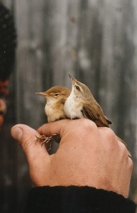 Ryti- ja kenttäkerttunen (Acrocephalus scirpaceus + Acrocephalus agricola), Mustasaari, Östra Norrskär 07.06.1987. Kuva: Aarne Lahti.