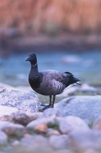 Sepelhanhi (Branta bernicla) Mustasaaren Norrskärillä (10/2000). Kuva: Aarne Lahti. 