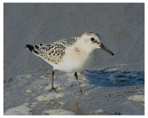 Pulmussirri (Calidris alba) 11.09.2006 Uusikaarlepyy, Storsand. Kuva: Aarne Lahti.