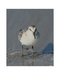 Pulmussirri (Calidris alba) 11.09.2006 Uusikaarlepyy, Storsand. Kuva: Aarne Lahti