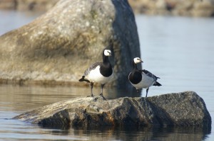 Valkoposkihanhi (Branta leucopsis) pari kuvattu Vaasan saaristossa 22.05.2006. Pesintä varimistettiin 7.6., jolloin paikalla todettiin munapesä. Kuva: Jouni Kannonlahti.