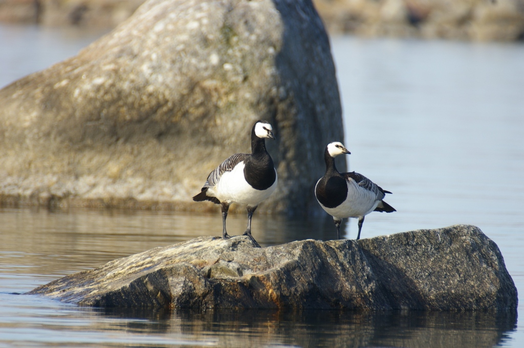 Valkoposkihanhi (Branta leucopsis) pari kuvattu Vaasan saaristossa 22.05.2006. Pesintä varimistettiin 7.6., jolloin paikalla todettiin munapesä. Kuva: Jouni Kannonlahti.