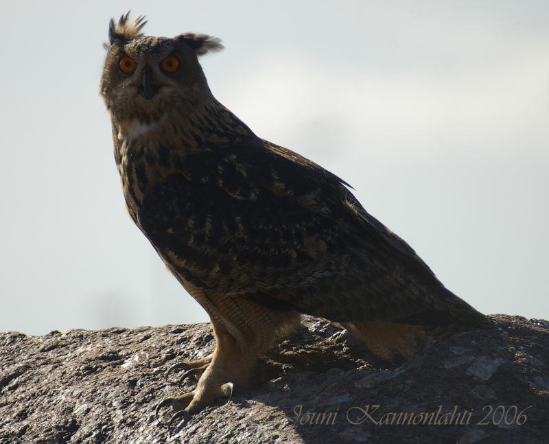 Huuhkaja (Bubo bubo) 02.09.2006 Vaasa, Hietasaari. Kuva: Jouni Kannonlahti.