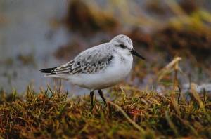 Pulmussirri (Calidris alba) talvipuk., Uusikaarlepyy, Storsand 29.10.1998. Kuva: Aarne Lahti. 