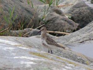 Suosirri (Calidris alpina) 07.09.2006 Maalahti, Lillgrynnan. Kuva:Esko Muurimäki.