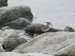 Suosirri (Calidris alpina) 07.09.2006 Maalahti, Lillgrynnan. Kuva:Esko Muurimäki